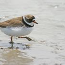 Semi-Palmated Plover Part II
