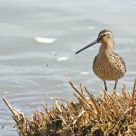 Dowitcher