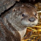 North American River Otter