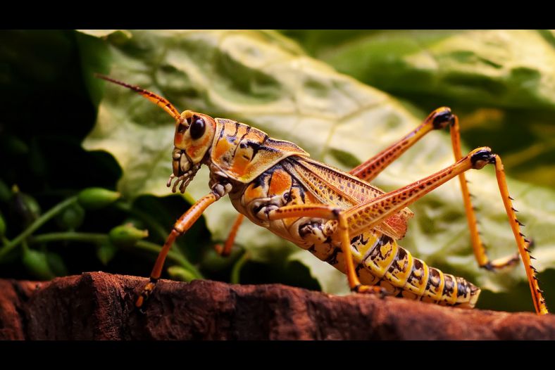 Orange Grasshopper II