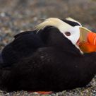 Tufted Puffin