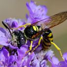 Wasp