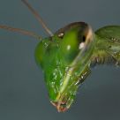 Portrait of a mantis