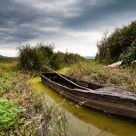 Swamp