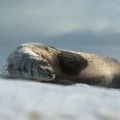 Weddell seal, Duchaylard Island