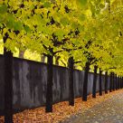 A Golden Lane
