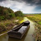 Boat in the swamp