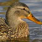 Wild duck