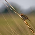 Pink Throated Long Claw