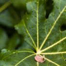 Turning leaf