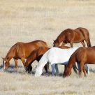Grazing Together