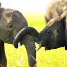 Young Elephant bonding