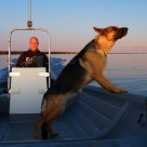 Sea Dog