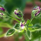 Fuzzy Buds
