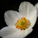Anemone sylvestris