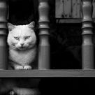 The cat