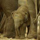 Baby elephant