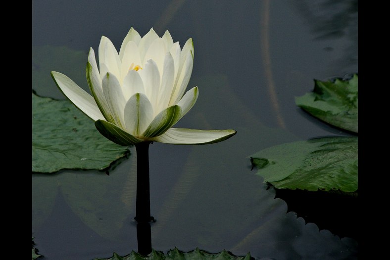 Water Lily