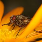 Eating Fly