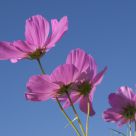 Cosmos