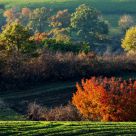 the nuances of the autumn