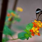 Lacewing
