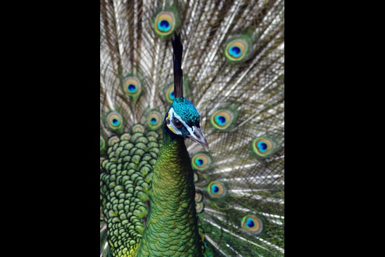 Peacock Eyes