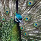 Peacock Eyes