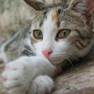 Lazy Little Cat