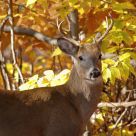 White-tailed buck