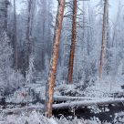 Frosted forest