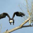 Bald Eagle in Flight