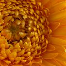 FlowerÂ´s heart
