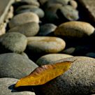 Fallen