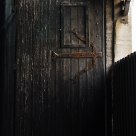 Pigeon on a door