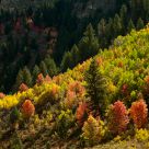 Logan canyon in the fall