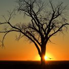 Sunset Hunt