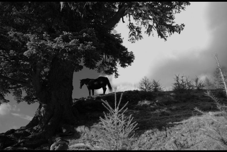 horse on a view