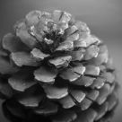 Pinecone