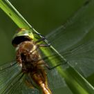 green head