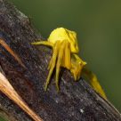 Crab spider