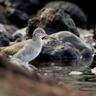 Common Redshank