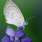 Butterfly at Top