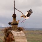 Arrival to the nest