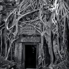 The gate