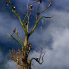 Eagle Tree