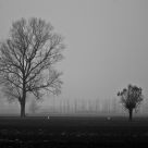 Two trees