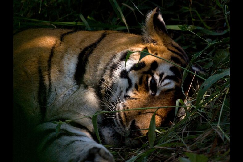 Sleeping Beauty