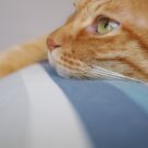 Lazy cat