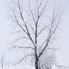 Hoar Frost on Trees #2